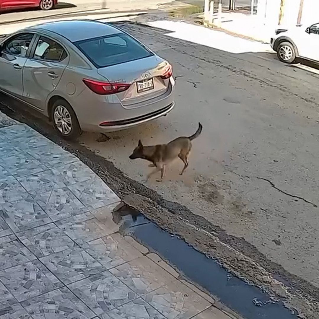 Conductor Atropella y Arrastra a Perro en Torreón